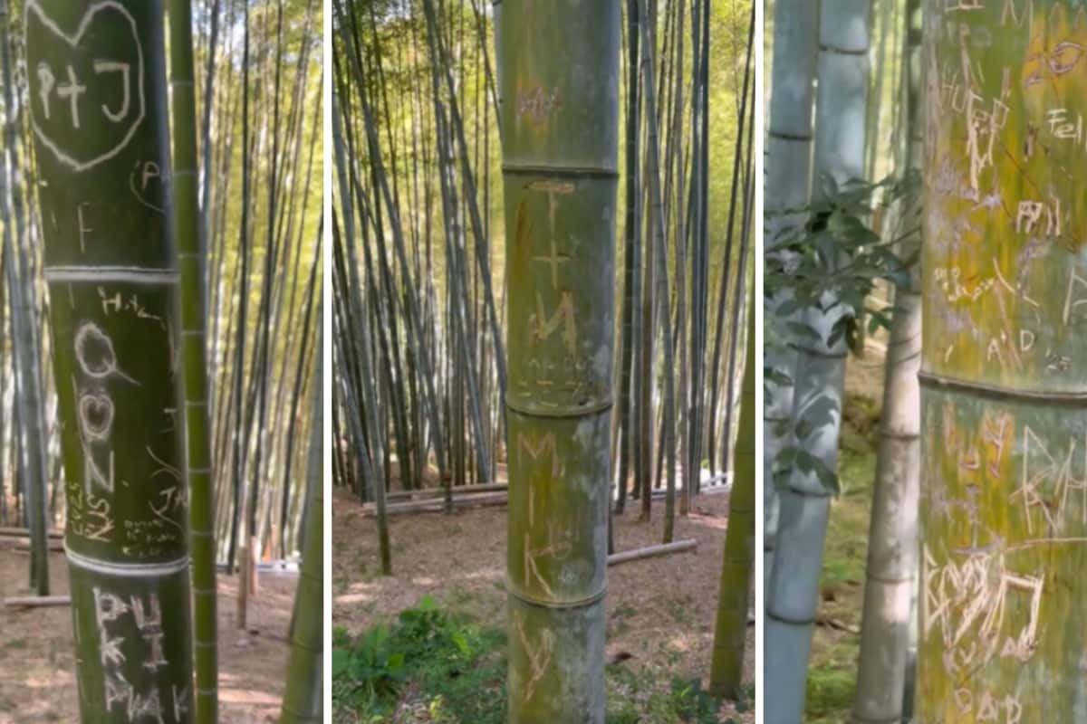‘Japan Is Being Destroyed’: Video Shows Bamboo Trees Covered In Graffiti At Kyoto’s Fushimi Inari Taisha