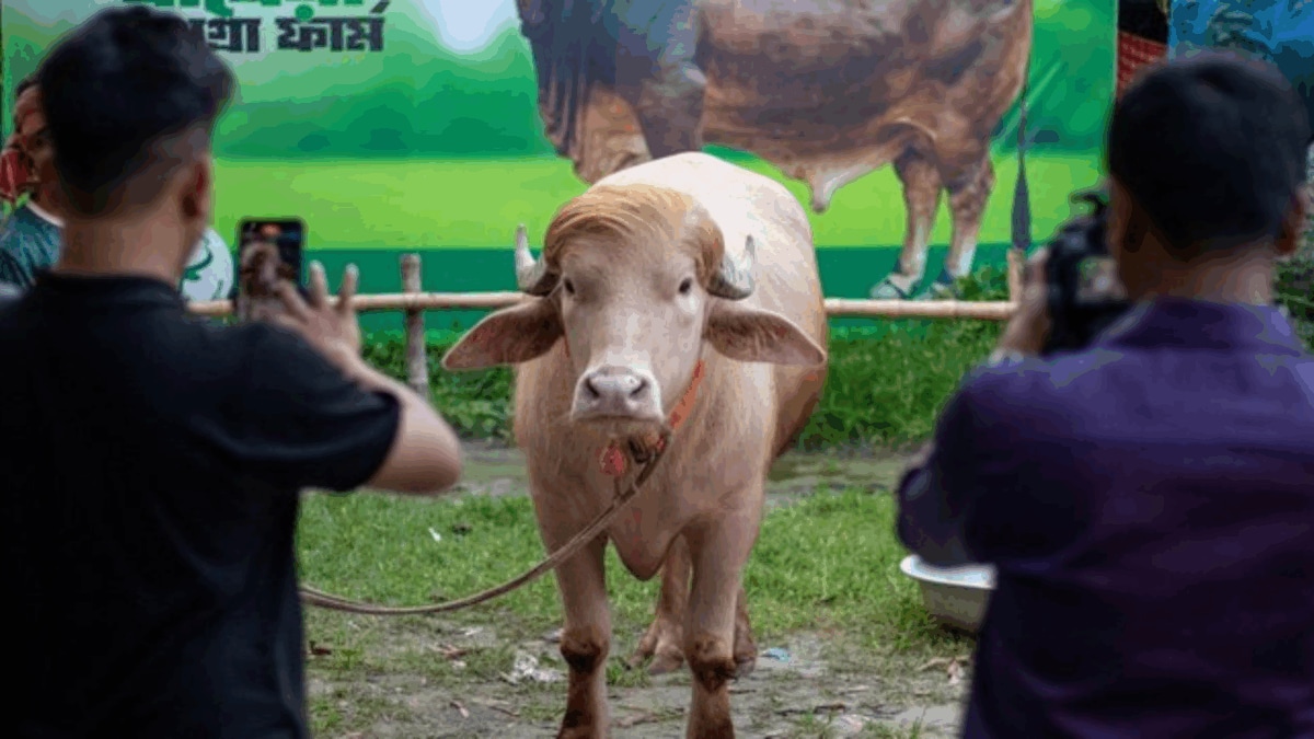 Bangladesh Govt Rescues Viral ‘Donald Trump’ Buffalo From Eid Sacrifice, Moves It To National Zoo