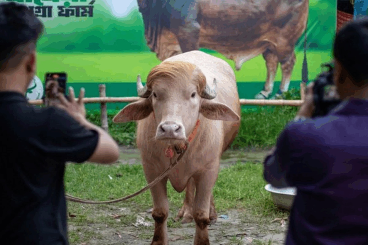Bangladesh Govt Rescues Viral ‘Donald Trump’ Buffalo From Eid Sacrifice, Moves It To National Zoo