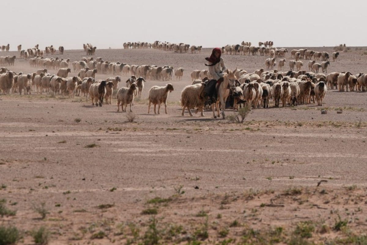 How Did Two Secret Israeli Outposts Operate Undetected In Iraq’s Western Desert