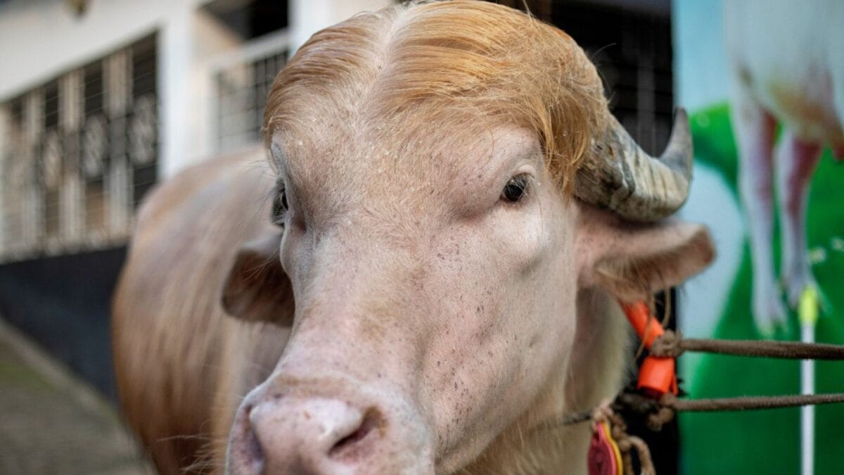 ‘Donald Trump’ Buffalo To Be Sacrificed On Eid-al-Adha Despite Viral Fame In Bangladesh