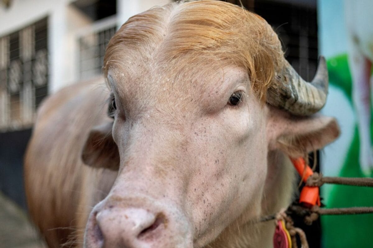 ‘Donald Trump’ Buffalo To Be Sacrificed On Eid-al-Adha Despite Viral Fame In Bangladesh