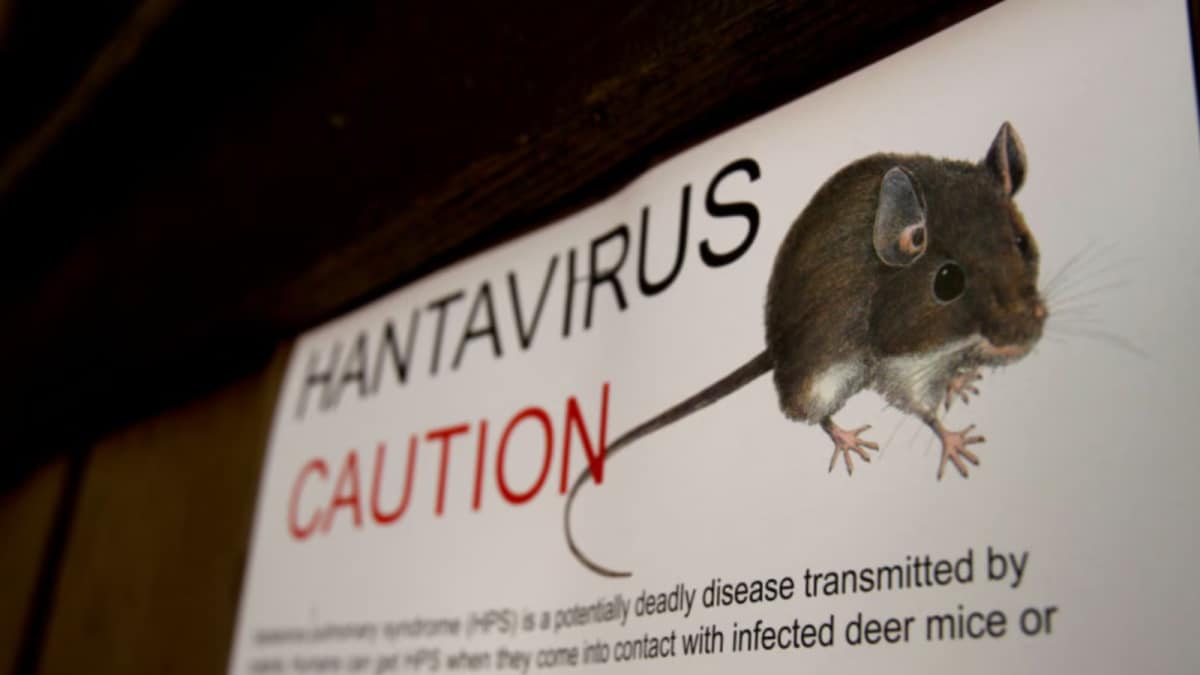 Hantavirus Outbreak: Members Of Atlantic Cruise Ship In ‘Urgent’ Need Of Care, Now What Next?