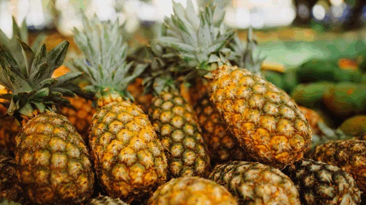 PM Modi Gifts Meghalaya's GI-Tagged Pineapples To UAE President