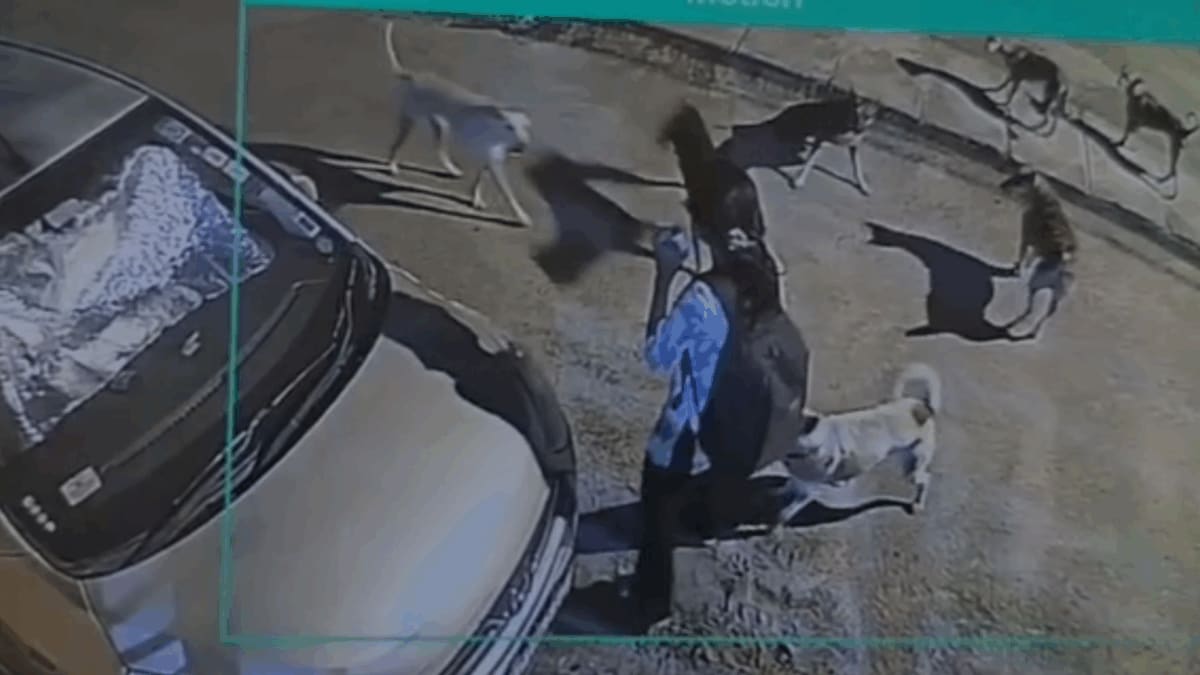 Bengaluru Student Attacked By Pack Of 15 Stray Dogs In Hoysala Nagar ...