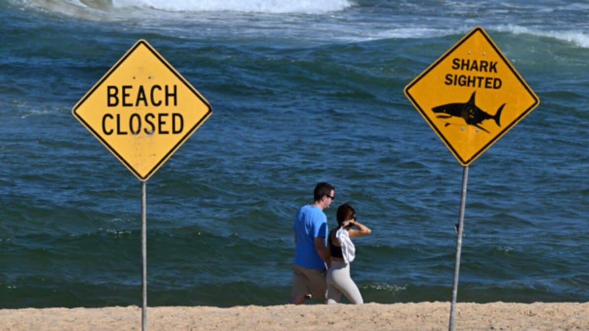 39-Year-Old Killed In Shark Attack In Queensland, 3rd In Australia This Year