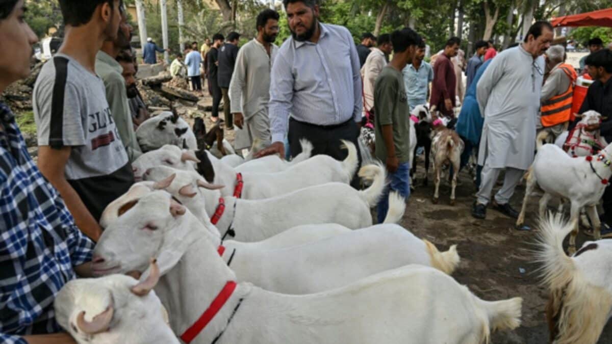 Why Pakistan Is Worried About Congo Fever Spreading During Eid-ul Azha?