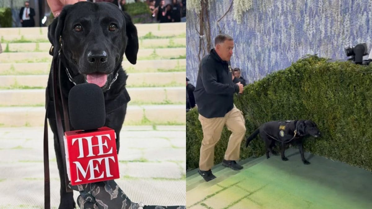 'Most Important Celebrity Of The Night': Meet Luna, The K9 Star Of The Met Gala 2026