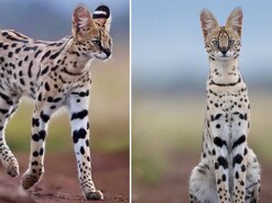 Why This Sleek Wild Cat Is Called The Supermodel Of The Animal Kingdom