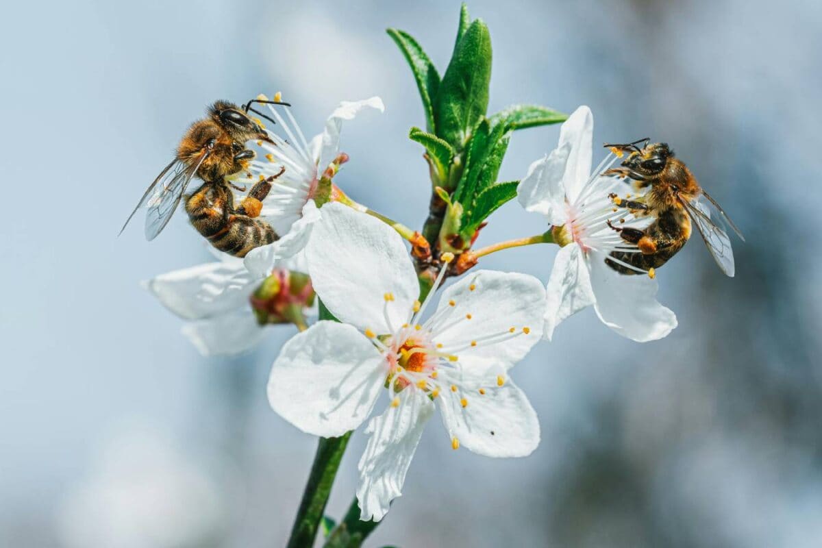 World Bee Day 2026: 10 Amazing Facts About Bees You Probably Didn’t Know