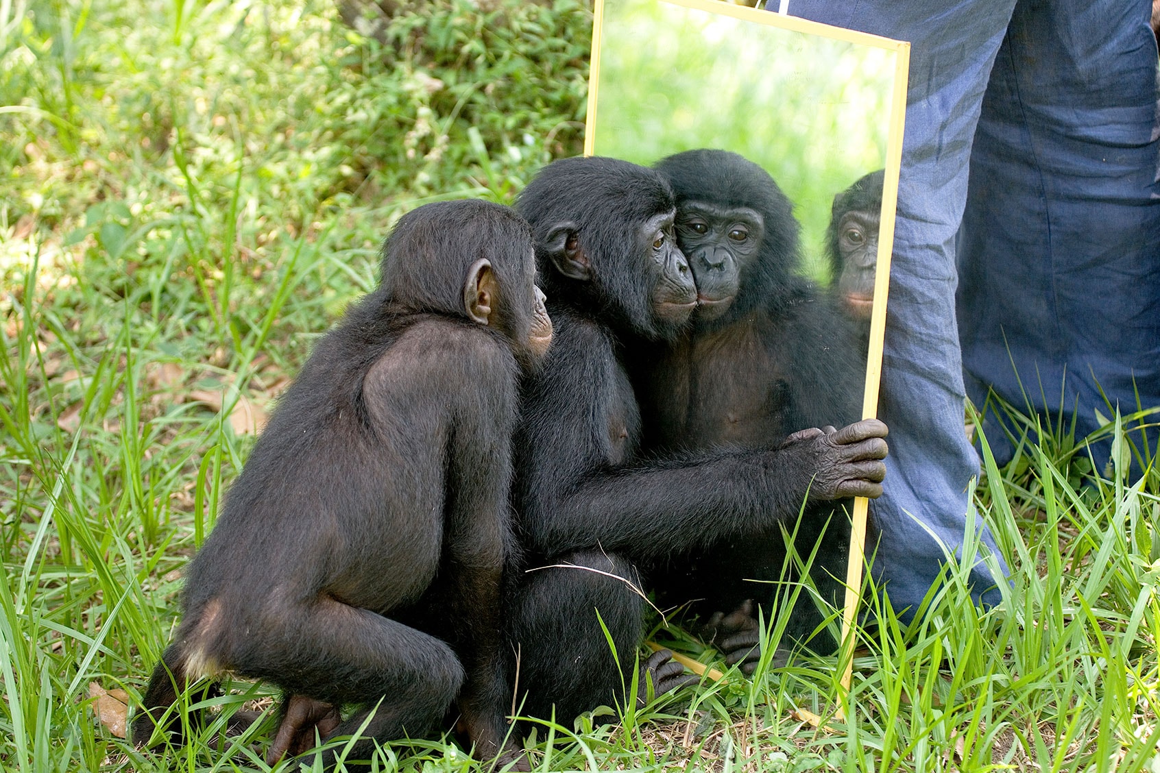Did You Know These Animals Can Recognise Themselves In A Mirror?