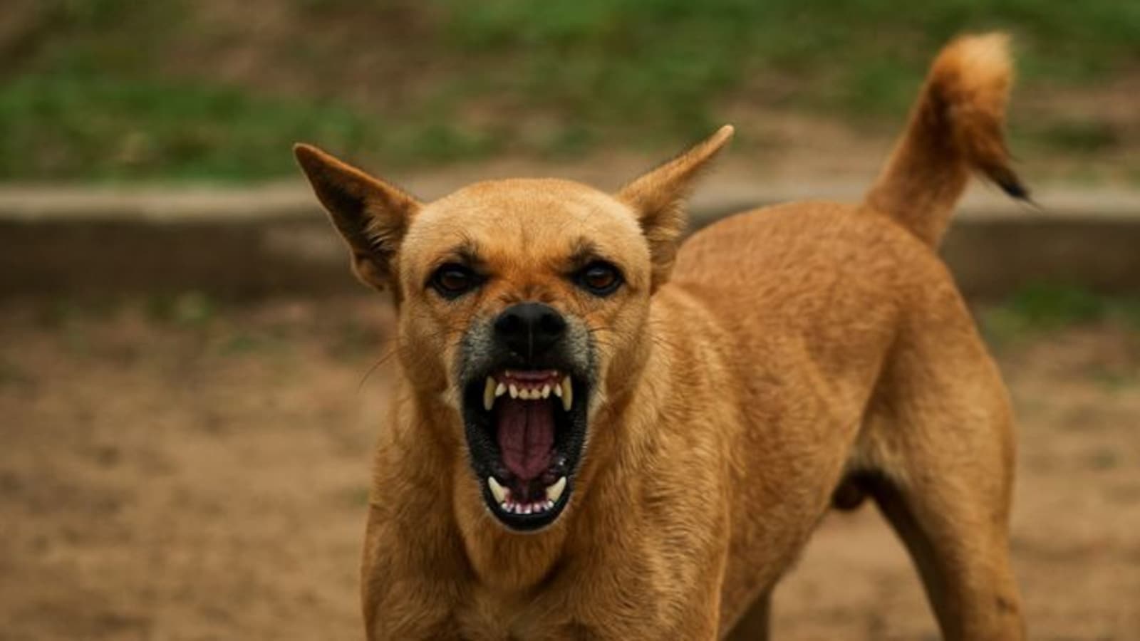 Euthanasia For Dangerous Dogs, Anti-Rabies Medicine: What SC Directed  States In Stray Dog Case | India News - News18