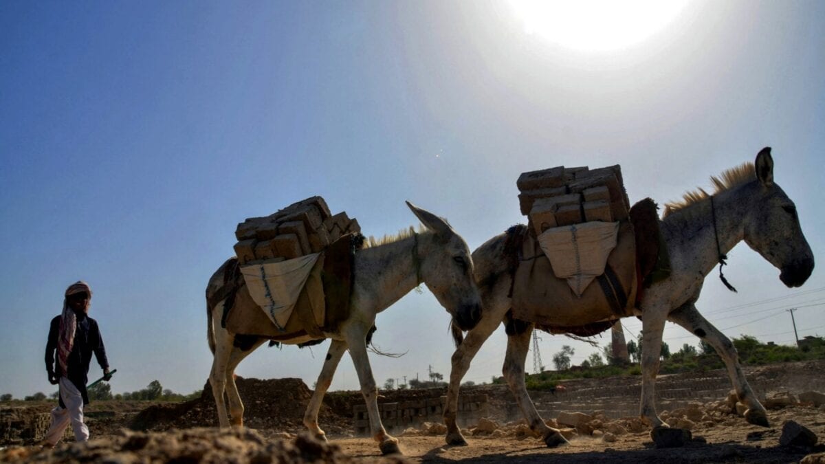 China’s Craze To Stay Youthful Is Driving Donkeys To Extinction. Can Science Offer A Solution?