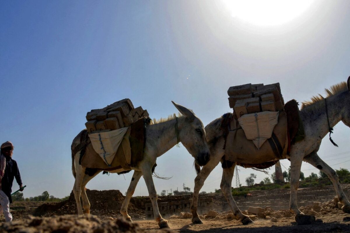 China's Craze To Stay Youthful Is Driving Donkeys To Extinction. Can Science Offer A Solution?