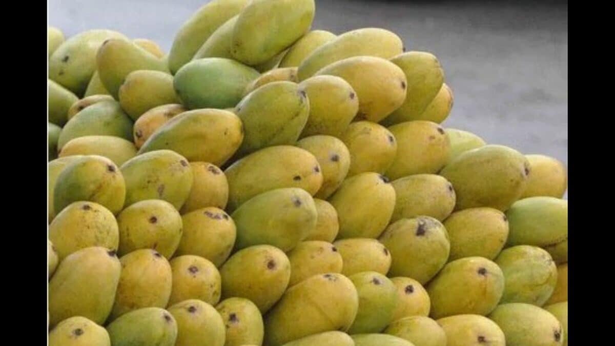 Your Favourite Malihabadi Dussehri Mango May Cost Double This Summer. Here's Why