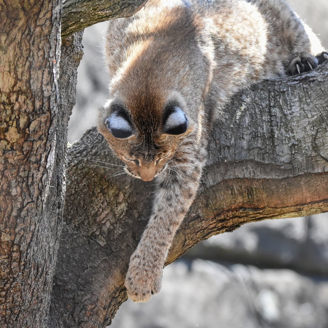 Animals With Fake Eyes: One Of Nature’s Coolest Survival Tricks Animals With Fake Eyes: One Of Nature’s Coolest Survival Tricks