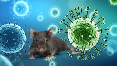 Can House Mice Carry Hantavirus? Here's All You Need To Know | Health and Fitness News - News18