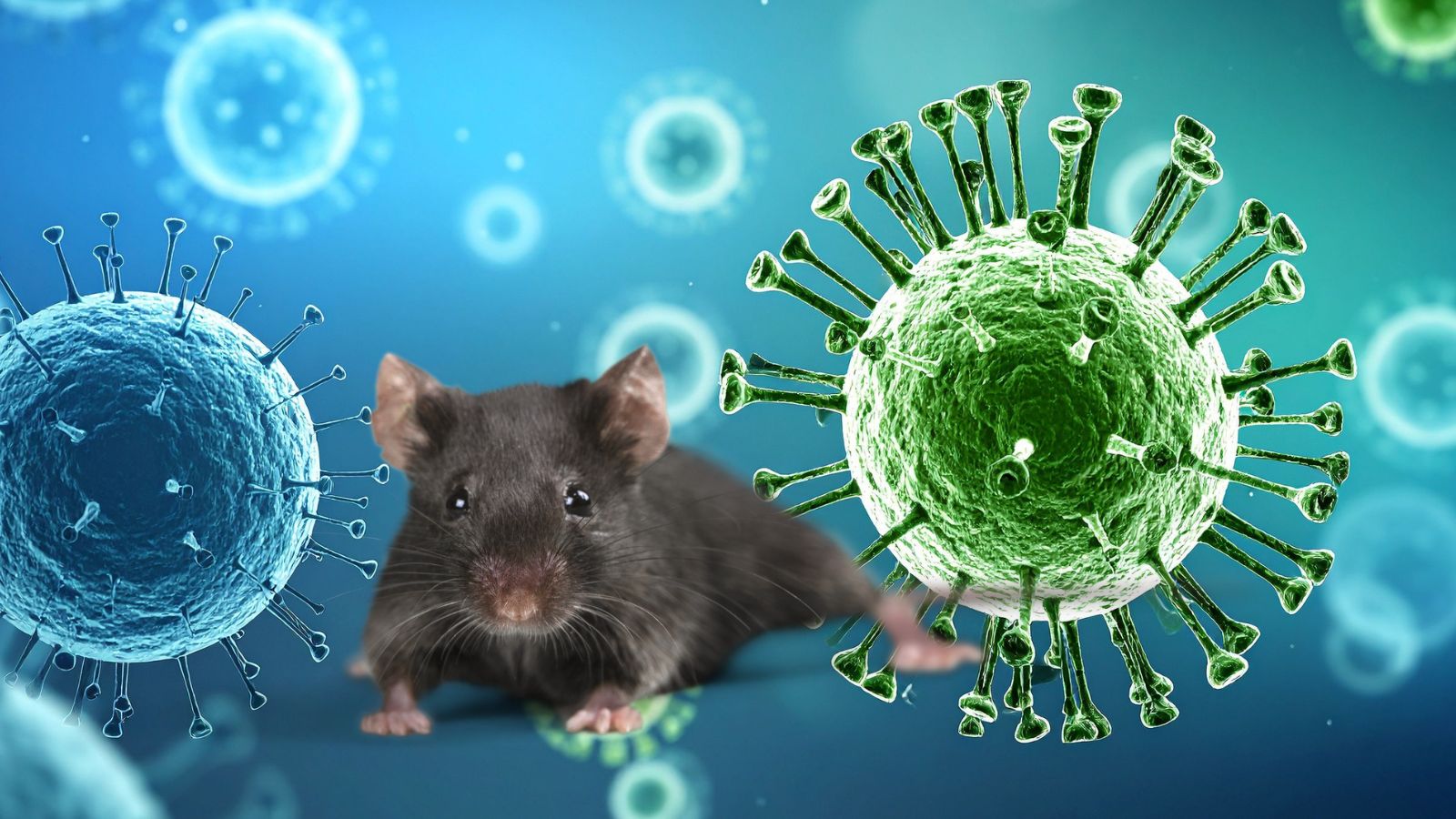 Good hygiene, rodent-proofing your home, and safe cleaning practices remain your best defence against hantavirus. (Representative image: Canva)