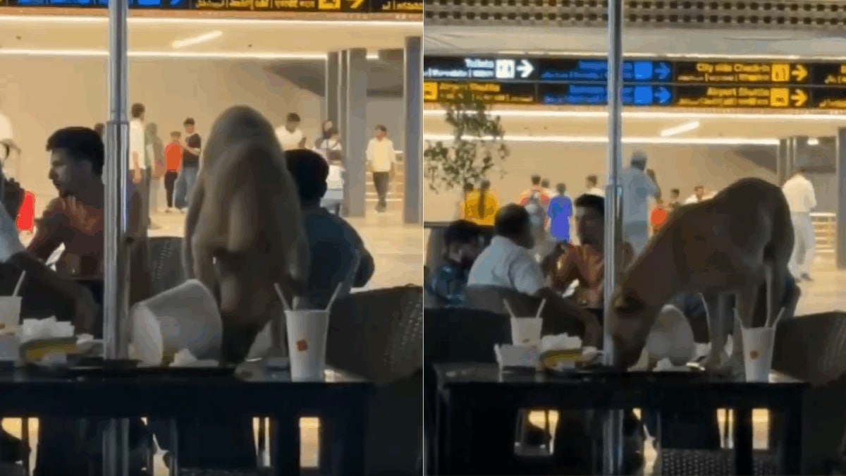 Hyderabad Airport's Viral Dog Video — And A Nation Still Fighting Over What To Do With 52 Million Street Animals