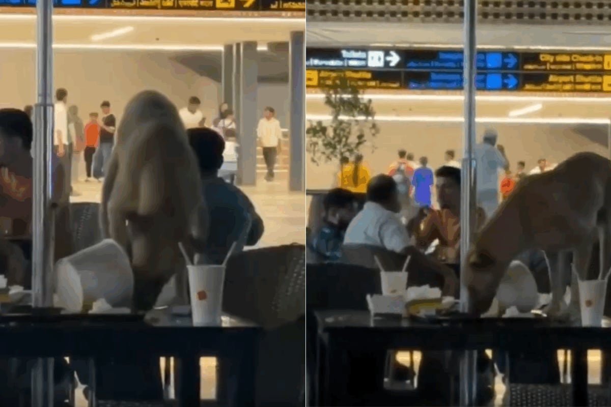 Hyderabad Airport’s Viral Dog Video — And A Nation Still Fighting Over What To Do With 52 Million Street Animals