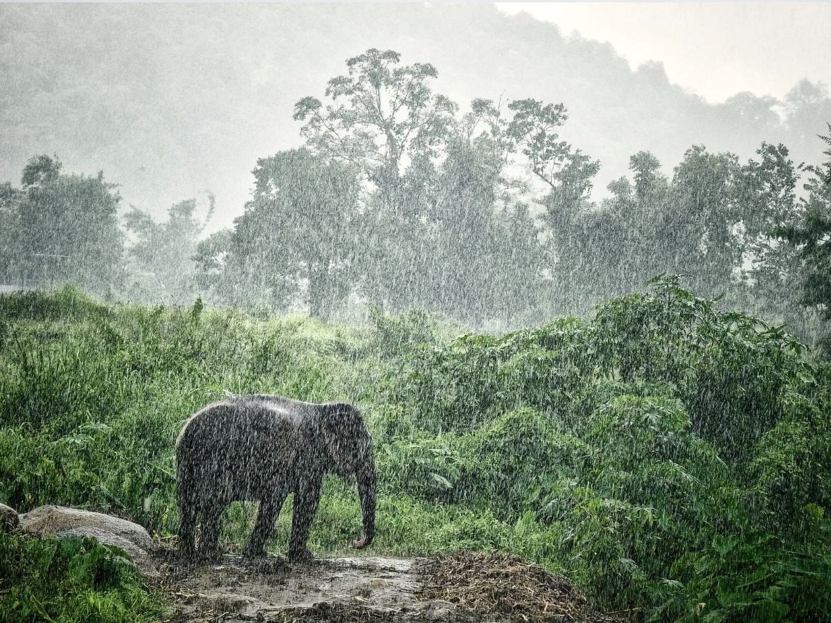 Elephants Love Cooling Off: Wild Asian elephants enjoy the cooler temperatures brought by the monsoon. They often splash in rivers, wallow in muddy pools and graze on fresh vegetation that flourishes after rainfall.