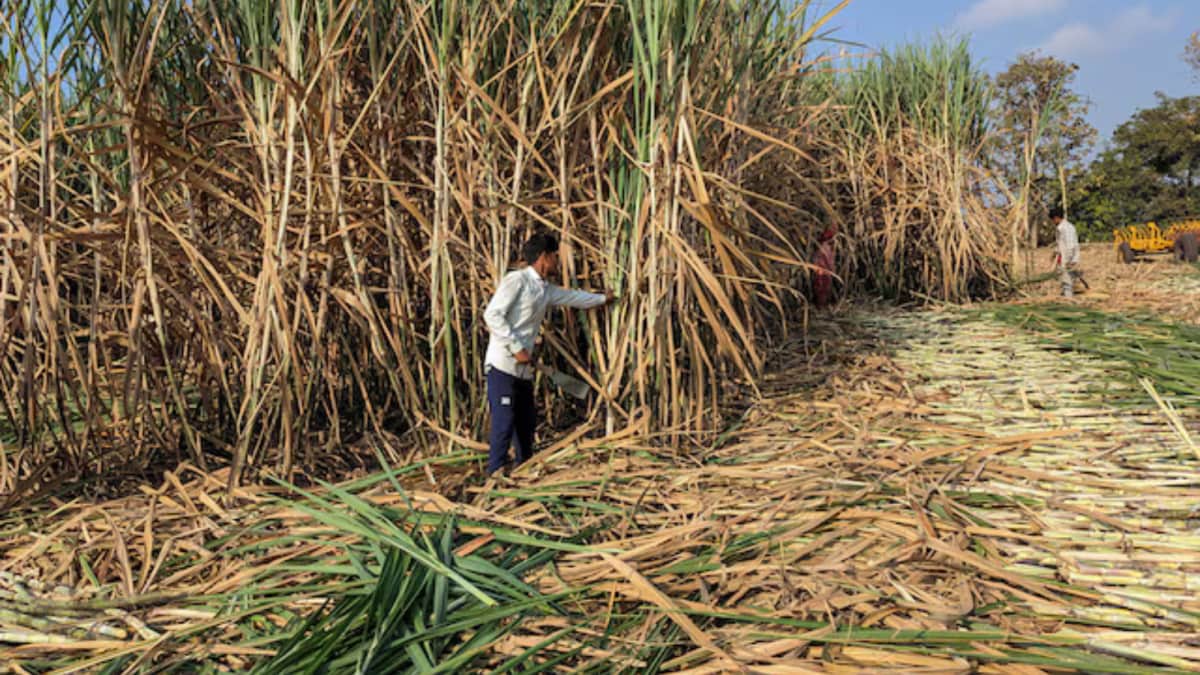 India Imposes Sugar Export Ban Till September 30 Amid Domestic Supply Concerns