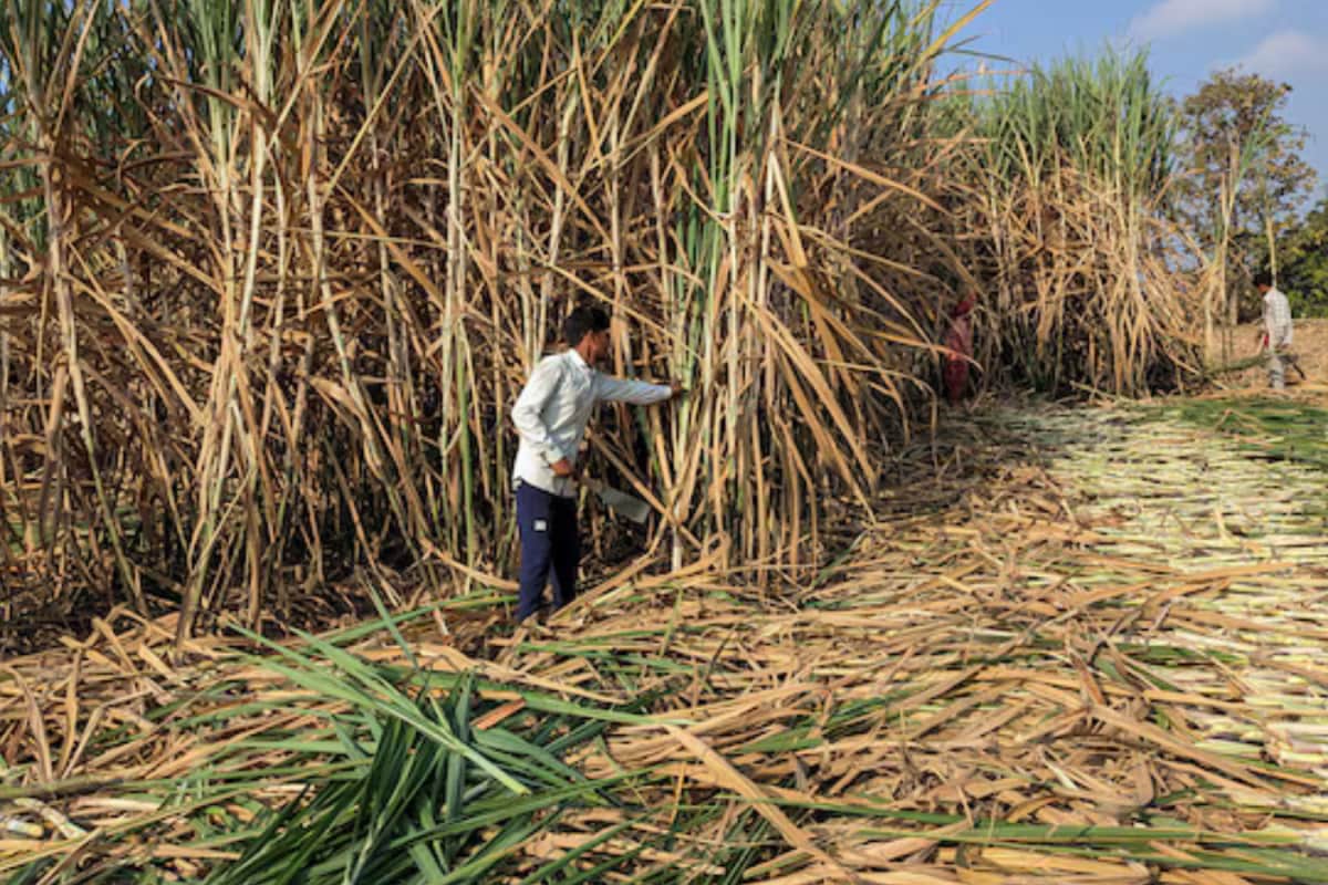 India Imposes Sugar Export Ban Till September 30 Amid Domestic Supply Concerns