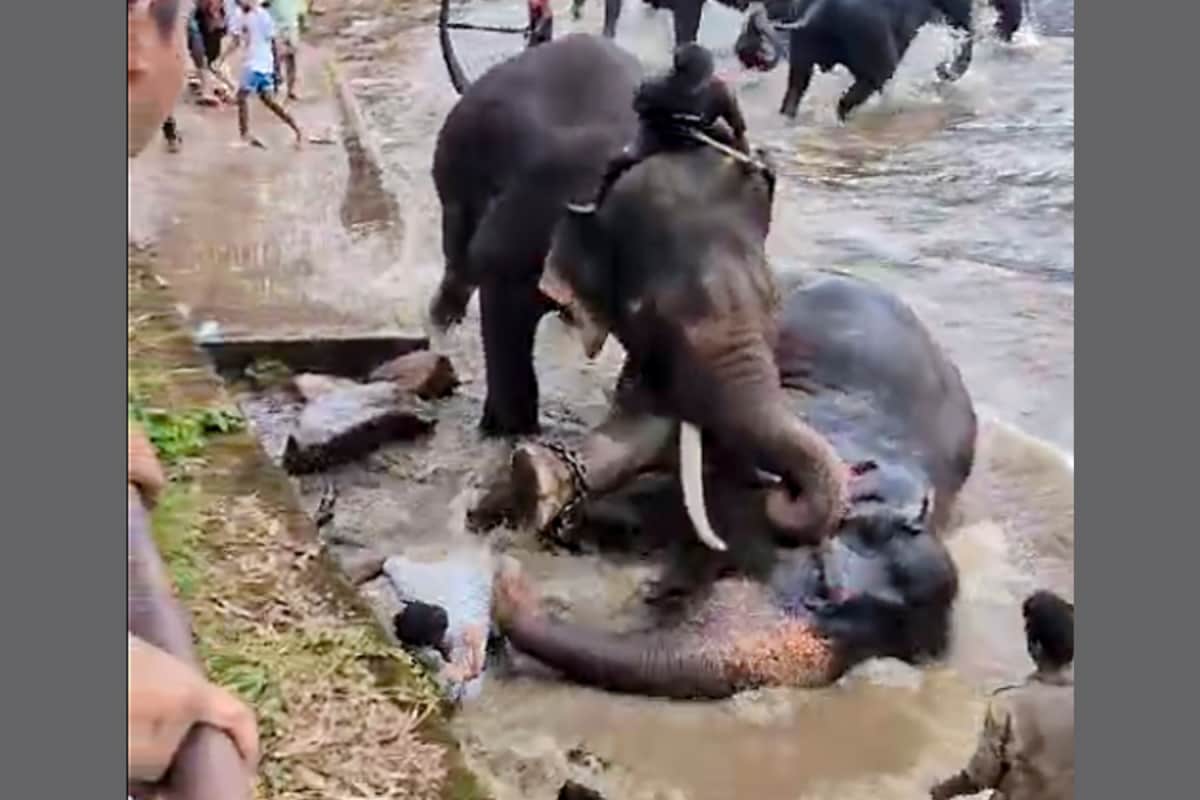 Karnataka Bans Bathing, Feeding, Selfies With Elephants After Chennai Tourist’s Death