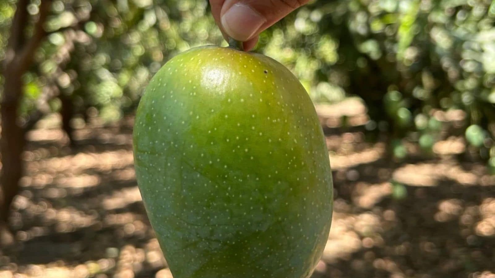 GK: Which Indian City Is Famous For Kesar Mangoes?
