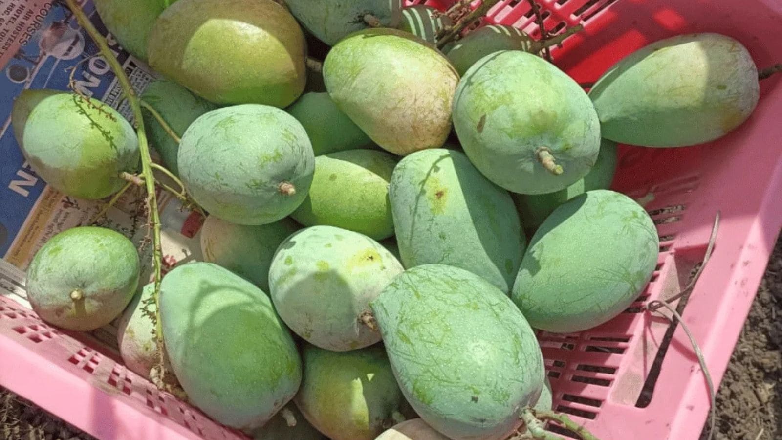 GK: Which Indian City Is Famous For Kesar Mangoes?
