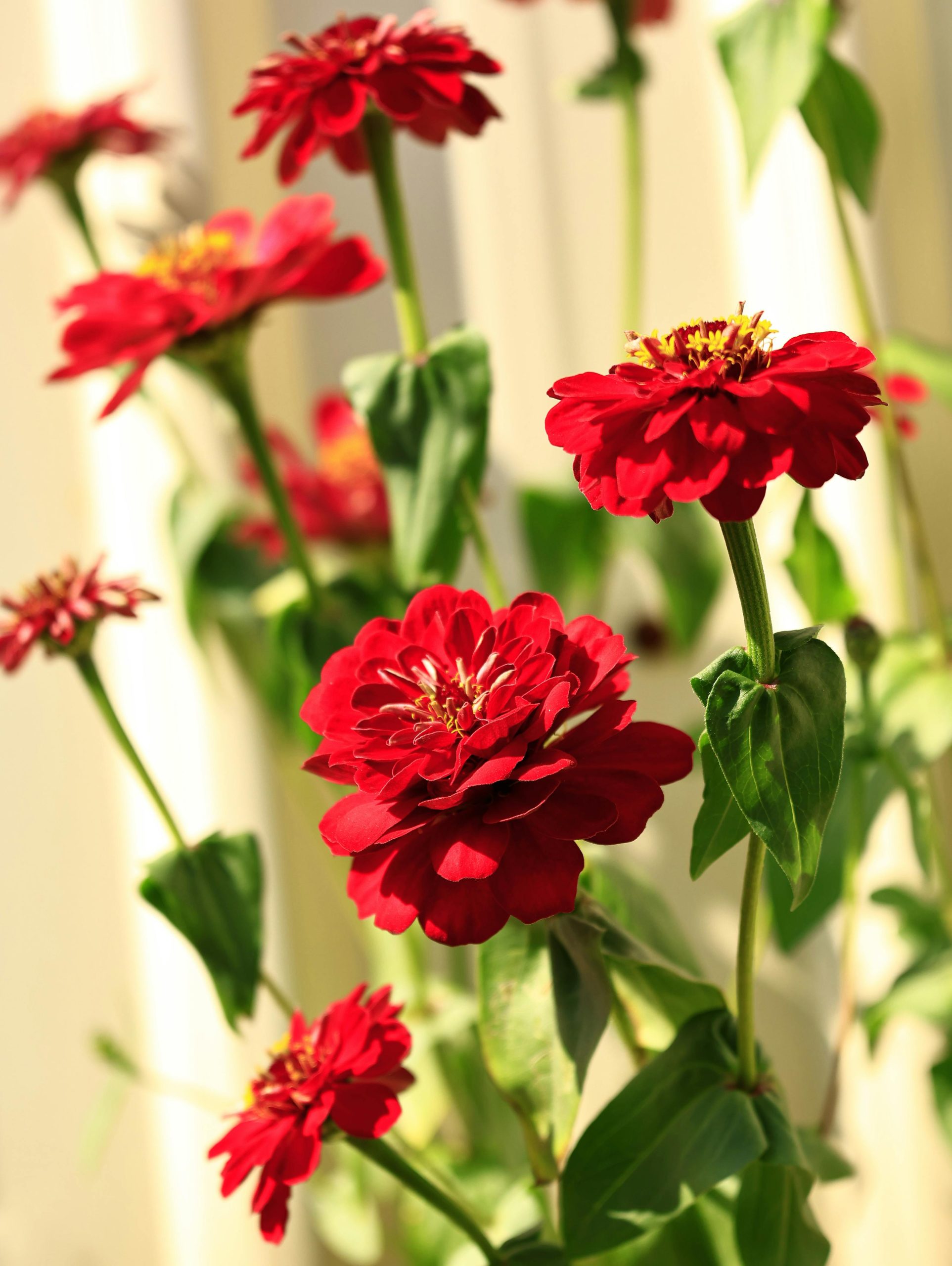 7 Pollinator Friendly Flowering Plants To Grow In Your Garden Balcony ...