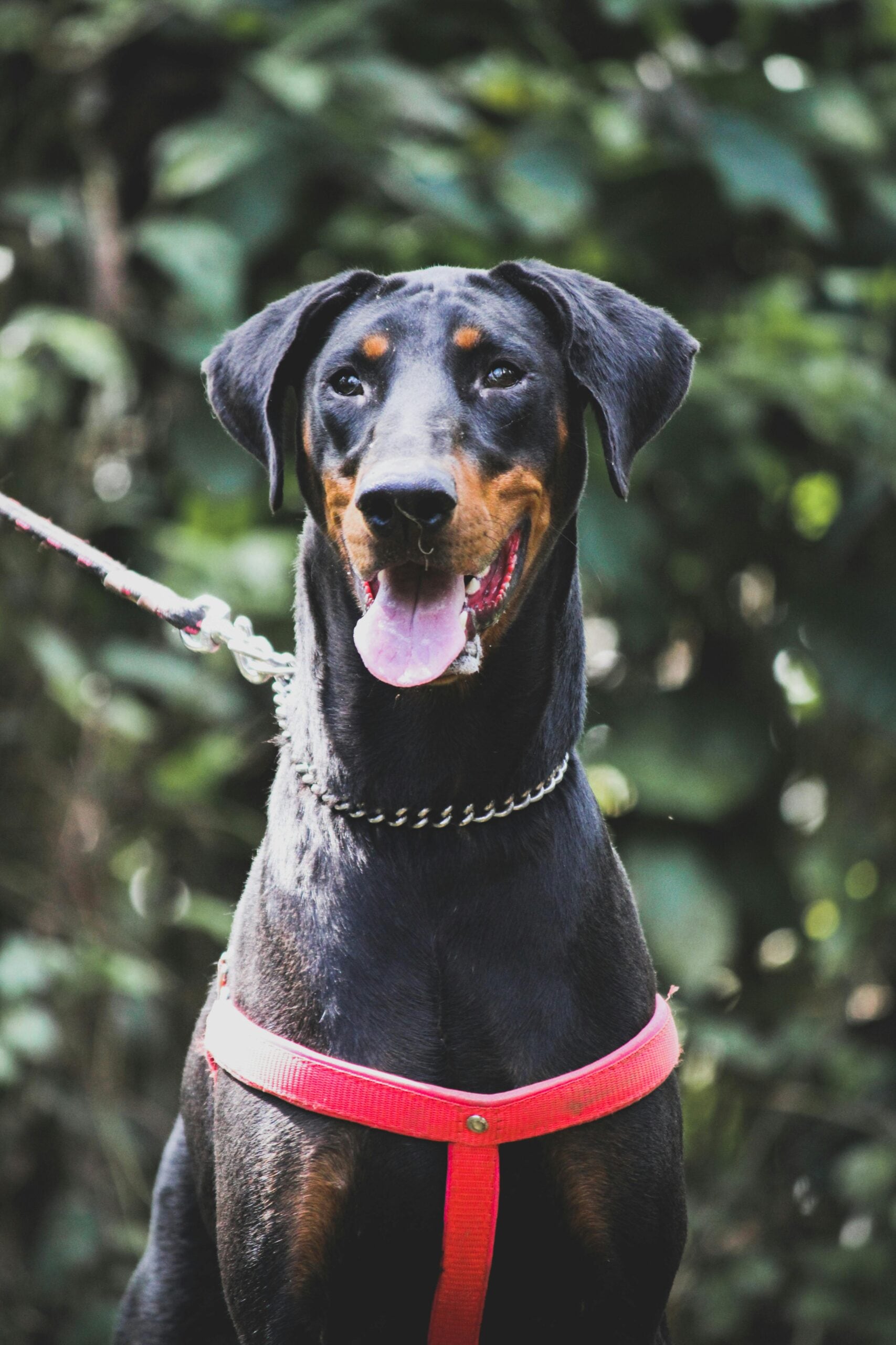 Doberman Pinscher: The Doberman Pinscher is one of the most capable protection dogs in the world. Although it is elegant and fast, it is incredibly sensitive "Like Velcro" With their families. They are very intuitive, and often sense a child's distress before the parents do.