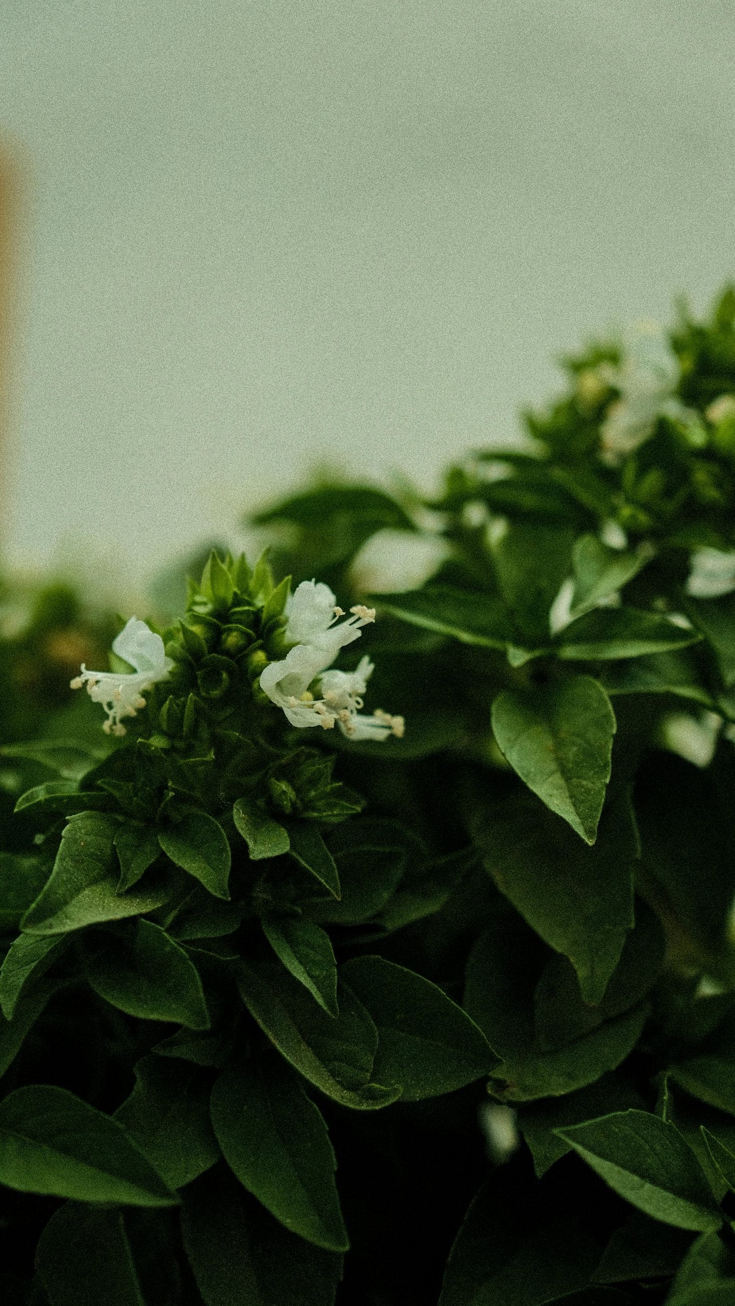 7 Pollinator Friendly Flowering Plants To Grow In Your Garden Balcony This Summer
