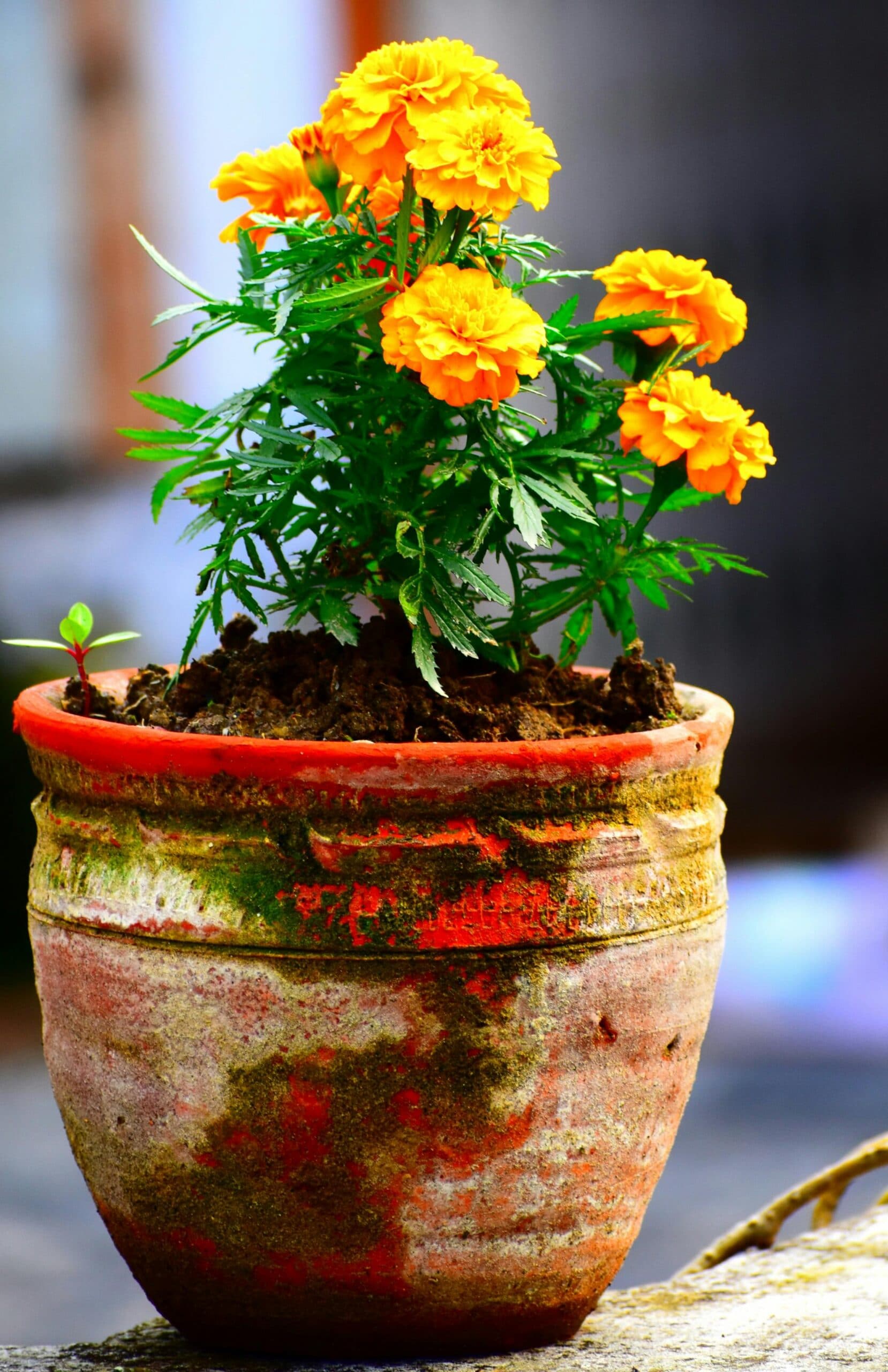 Cockroaches In Your Kitchen? These 4 Plants May Help Keep Them Away