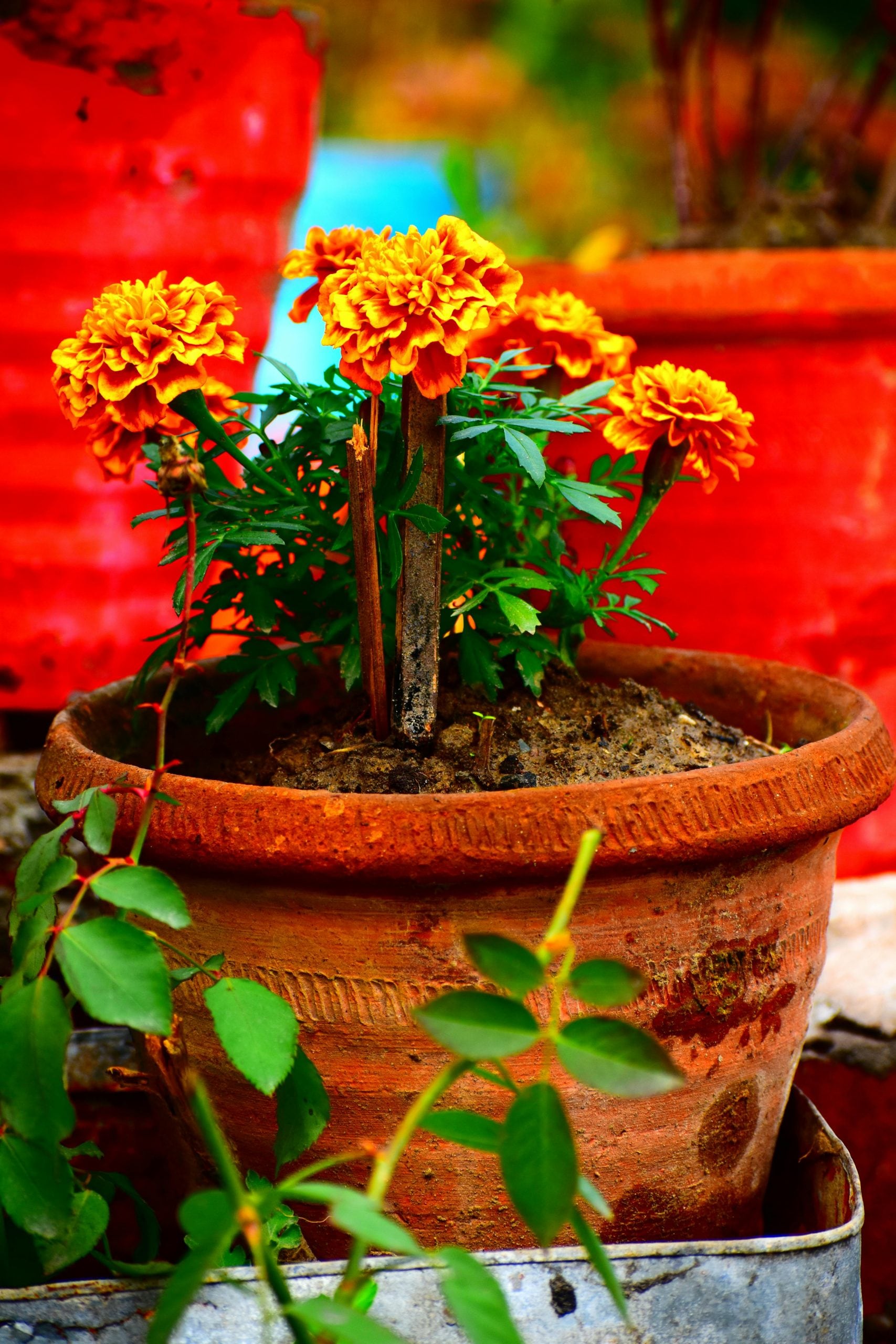 7 Pollinator Friendly Flowering Plants To Grow In Your Garden Balcony This Summer
