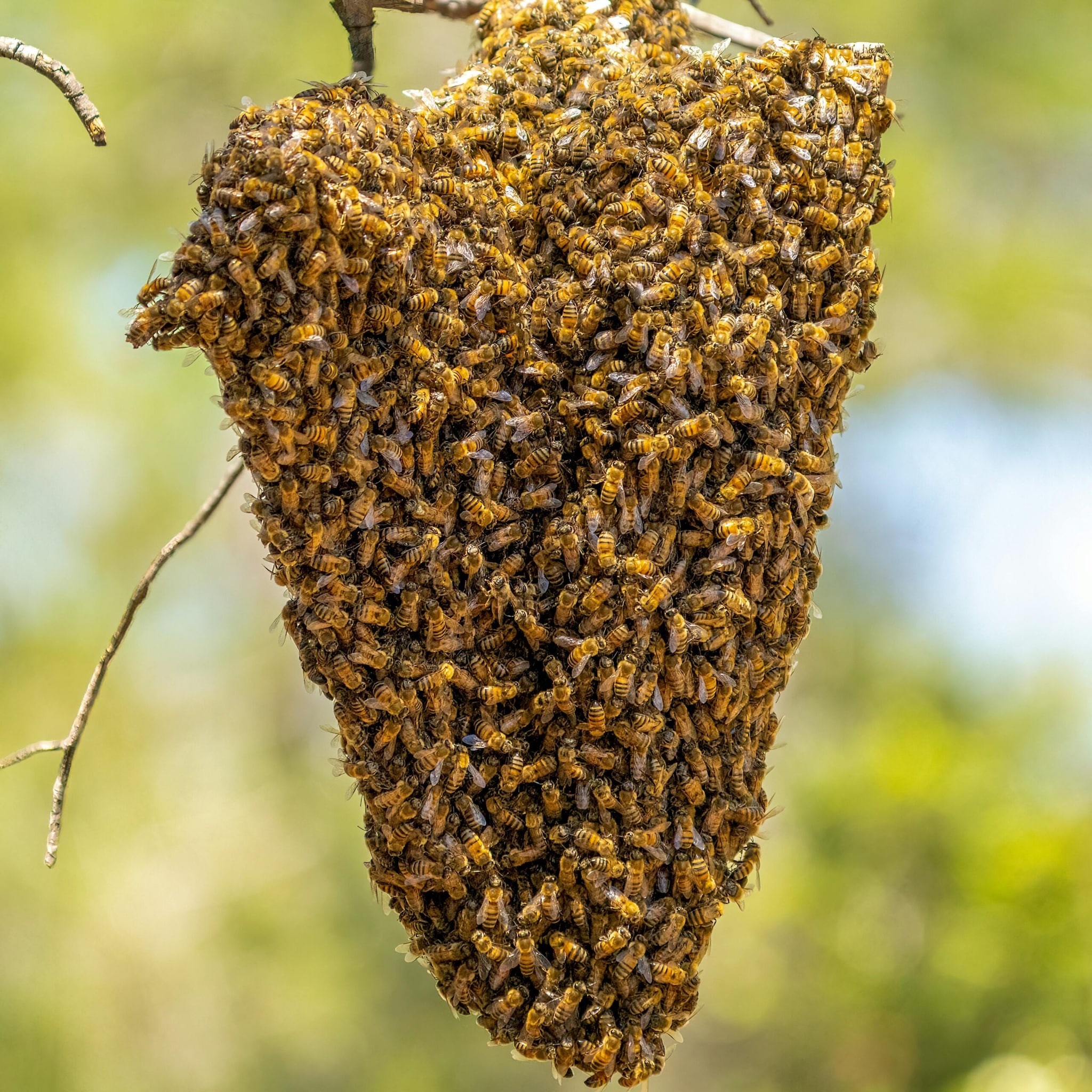 World Bee Day 2026: 10 Amazing Facts About Bees You Probably Didn’t Know