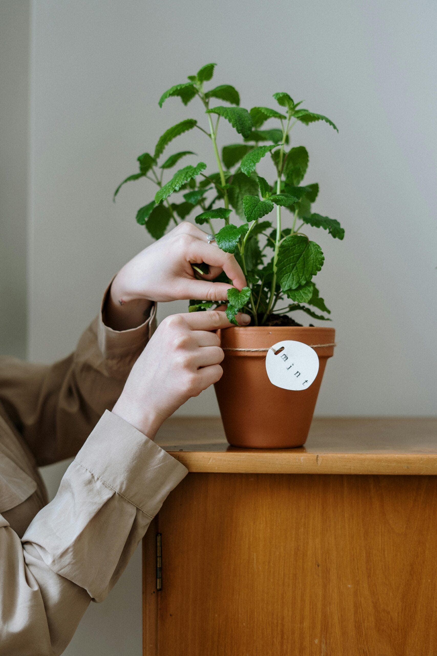 Cockroaches In Your Kitchen? These 4 Plants May Help Keep Them Away