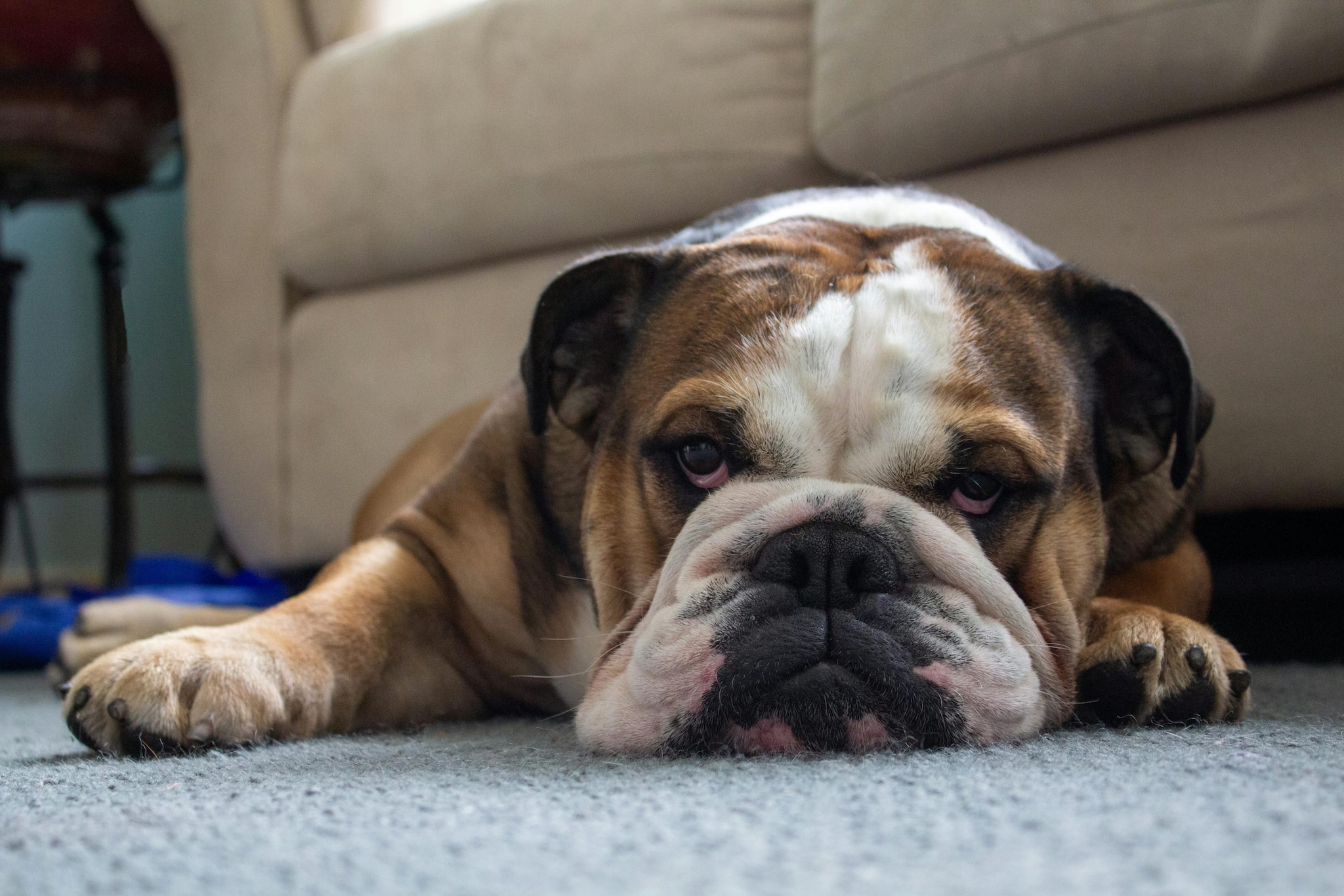 English Bulldog: Bulldog dogs are famous for their characteristics "Couch potatoes" Lifestyle. Because of their heavy build and breathing patterns, they overheat easily and prefer to hang out indoors. Expect a lot of loud snoring to accompany their deep, frequent naps throughout the day and night.