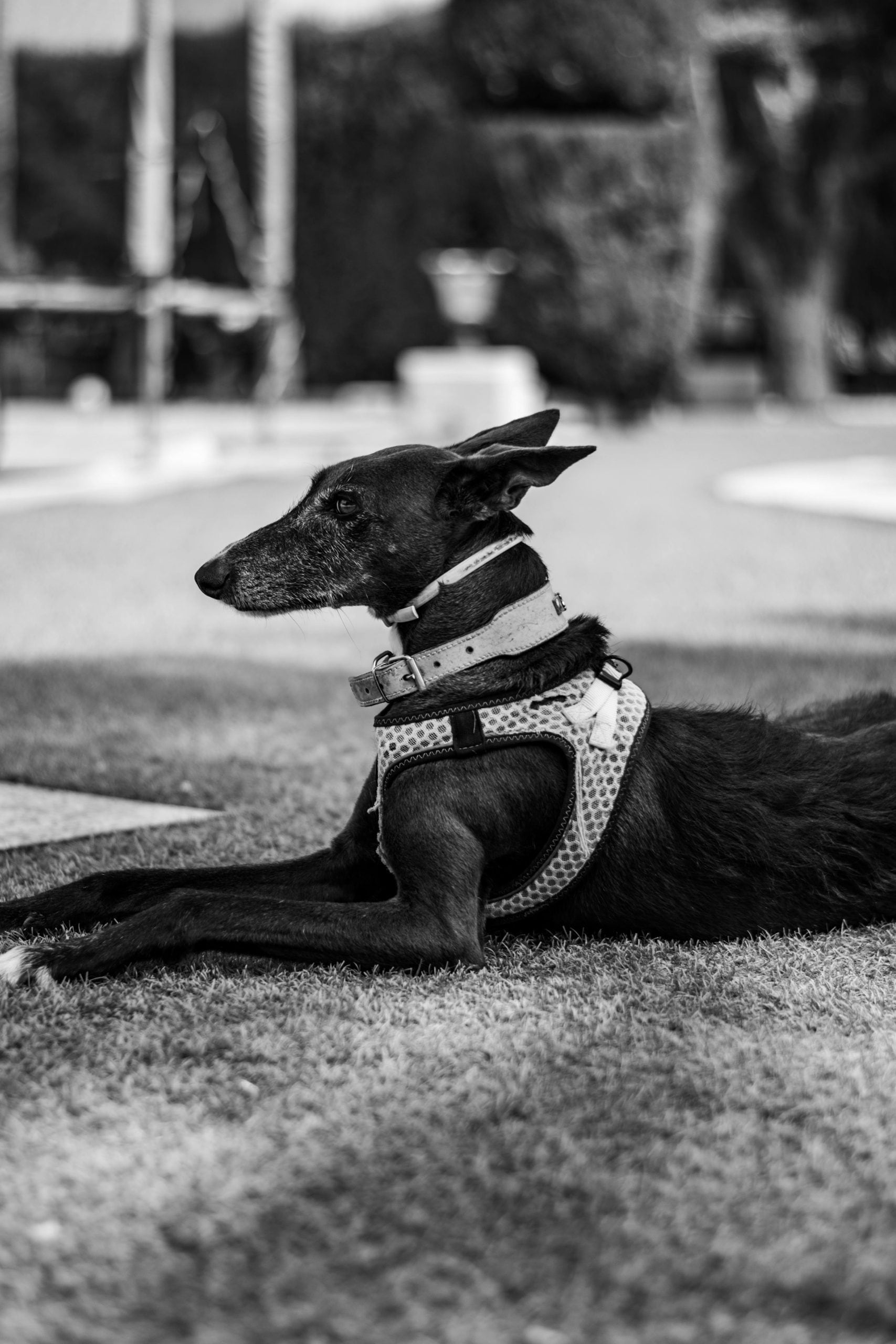 Greyhound: Despite being the fastest dog on Earth, Greyhounds have a surprising nickname "Couch potato at 45 mph." They are designed for fast running, not endurance. After a quick flurry of movement, they spend the vast majority of their day in complete silence.