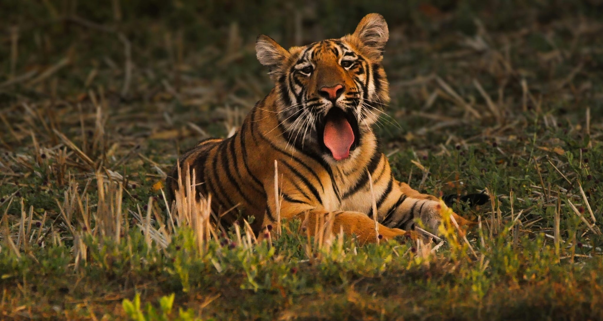 Monsoon Travel Diaries: 10 Best Wildlife Safaris In India