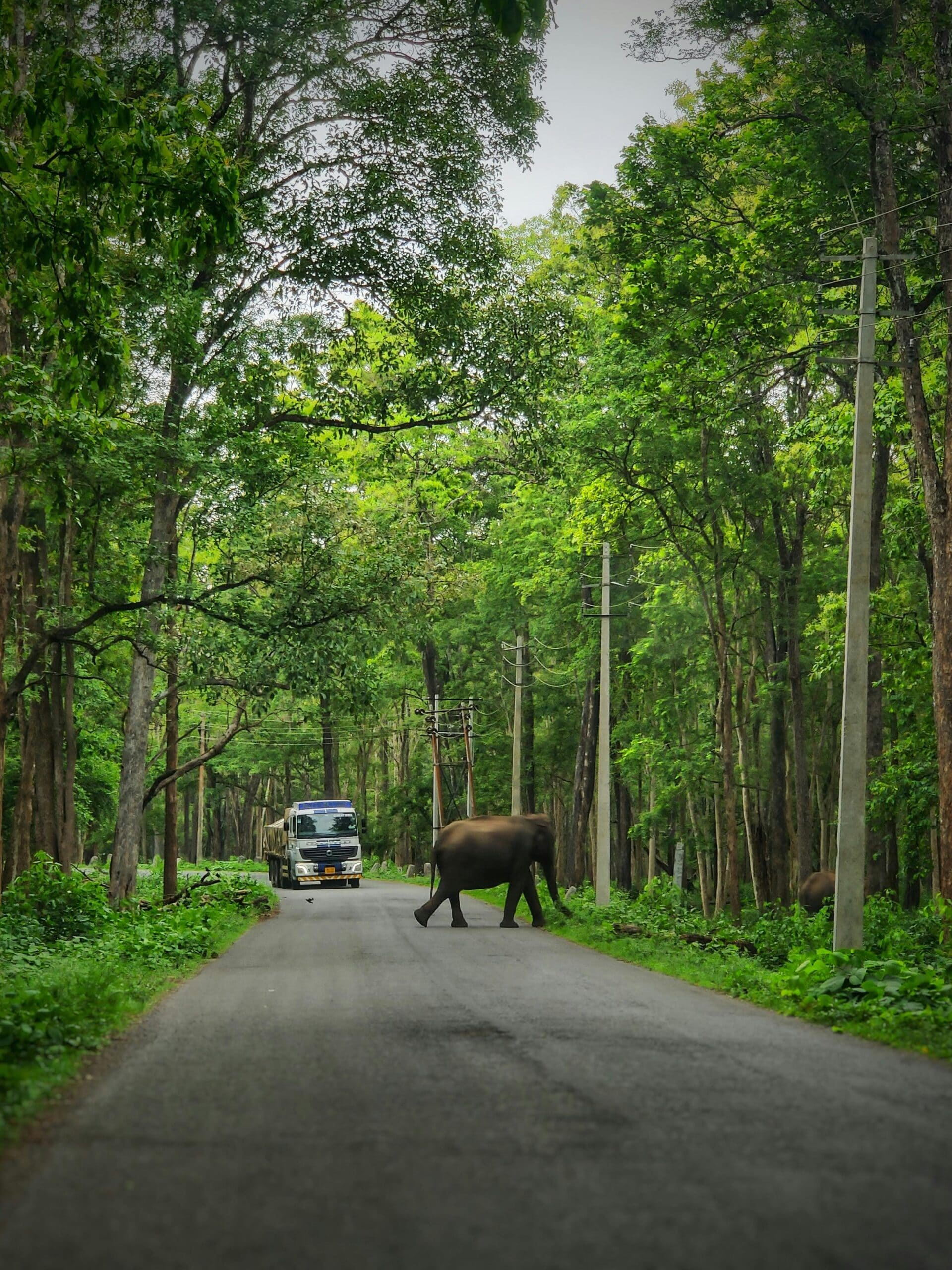 Monsoon Travel Diaries: 10 Best Wildlife Safaris In India