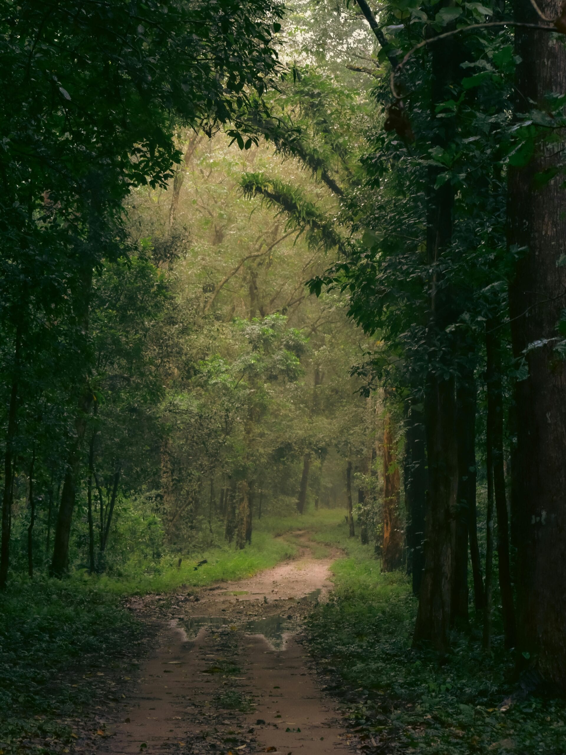 Monsoon Travel Diaries: 10 Best Wildlife Safaris In India