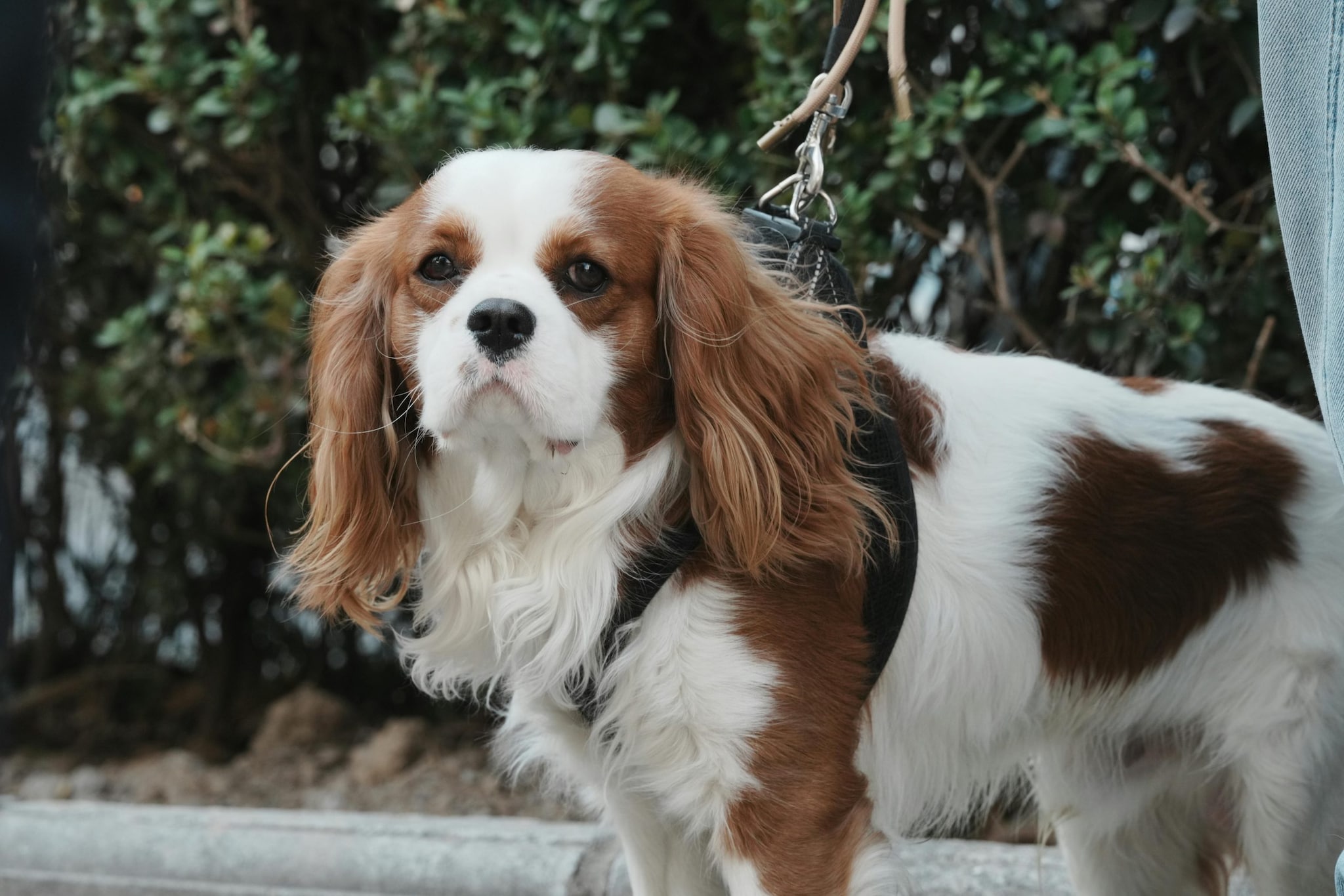 Cavalier King Charles Spaniel: These dogs are the perfect companion dogs, and are quite content with their owner's activity level. If you're sitting, they're taking a nap. They thrive on physical closeness and will happily sleep through an entire movie marathon next to you.