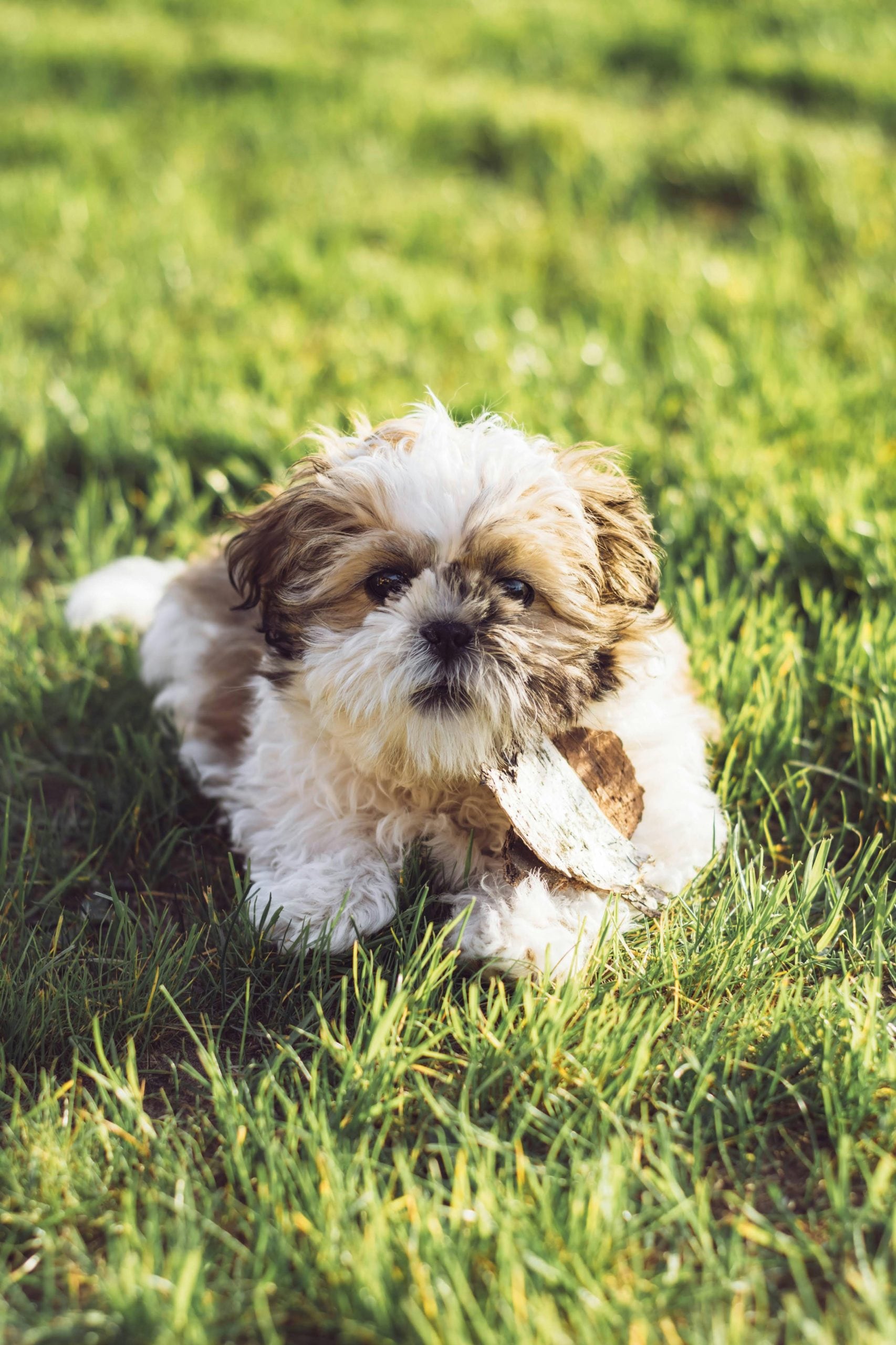 Shih Tzu: Originally bred for royalty, the Shih Tzu treats every day like a holiday. They are affectionate dogs who prefer indoor comfort to outdoor adventures. Their idea of ​​an ideal schedule includes moving from your lap to a soft pillow.