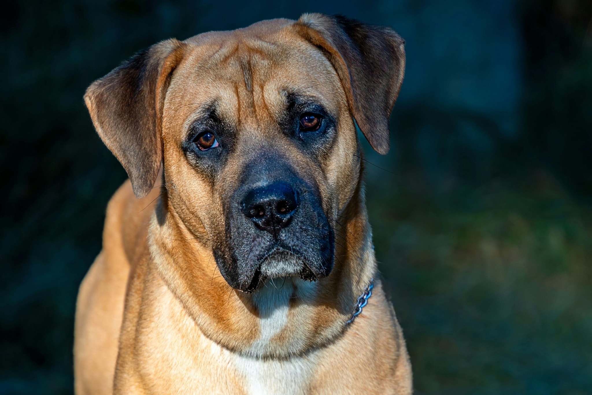 8. Tosa InuOriginally bred in Japan for dog fighting, the Tosa Inu is a rare but highly powerful breed known for its strength and calm yet dominant nature. The breed has faced restrictions in several countries, including India.