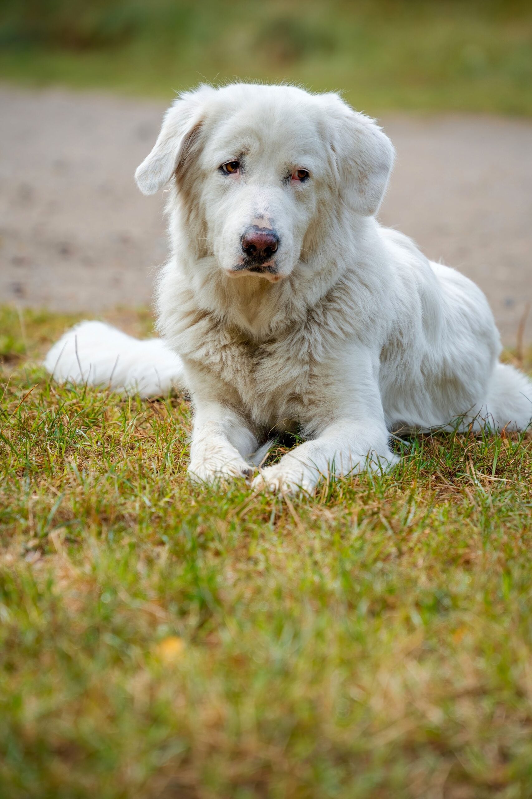 Great Pyrenees: Originally bred to protect livestock from wolves, this breed considers children part of its pack. They are independent and Zen-like inside but remain constantly vigilant. Their thick white coats and massive size provide a comforting and protective presence in any home.