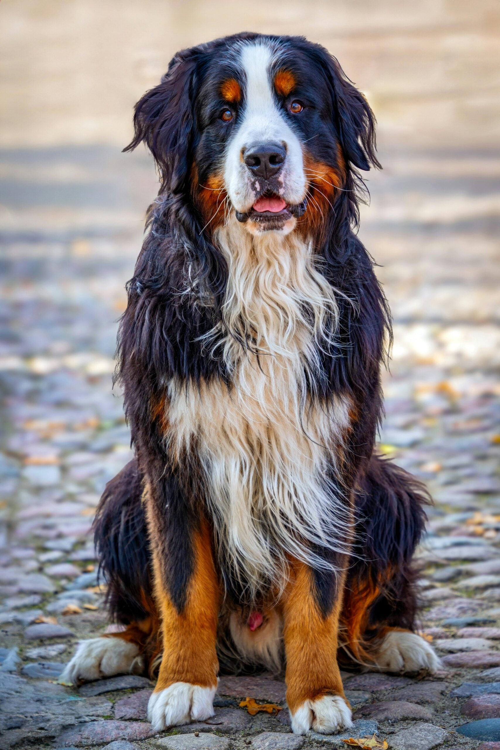 Bernese Mountain Dog: These are more powerful giants "Watchful" From aggressiveness. They are exceptionally gentle with young children, often acting as a soft pillow. Their large presence and deep bark are usually enough to deter strangers, while they remain gentle members of the family.