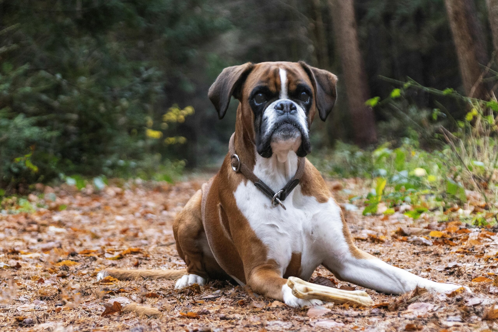Boxer: Boxers are high-energy protectors who thrive on human interaction. They have a natural instinct to protect themselves "attic" They are known for their watchful eye on young children. Their playful spirit makes them excellent playmates and they quickly turn into attentive protectors.