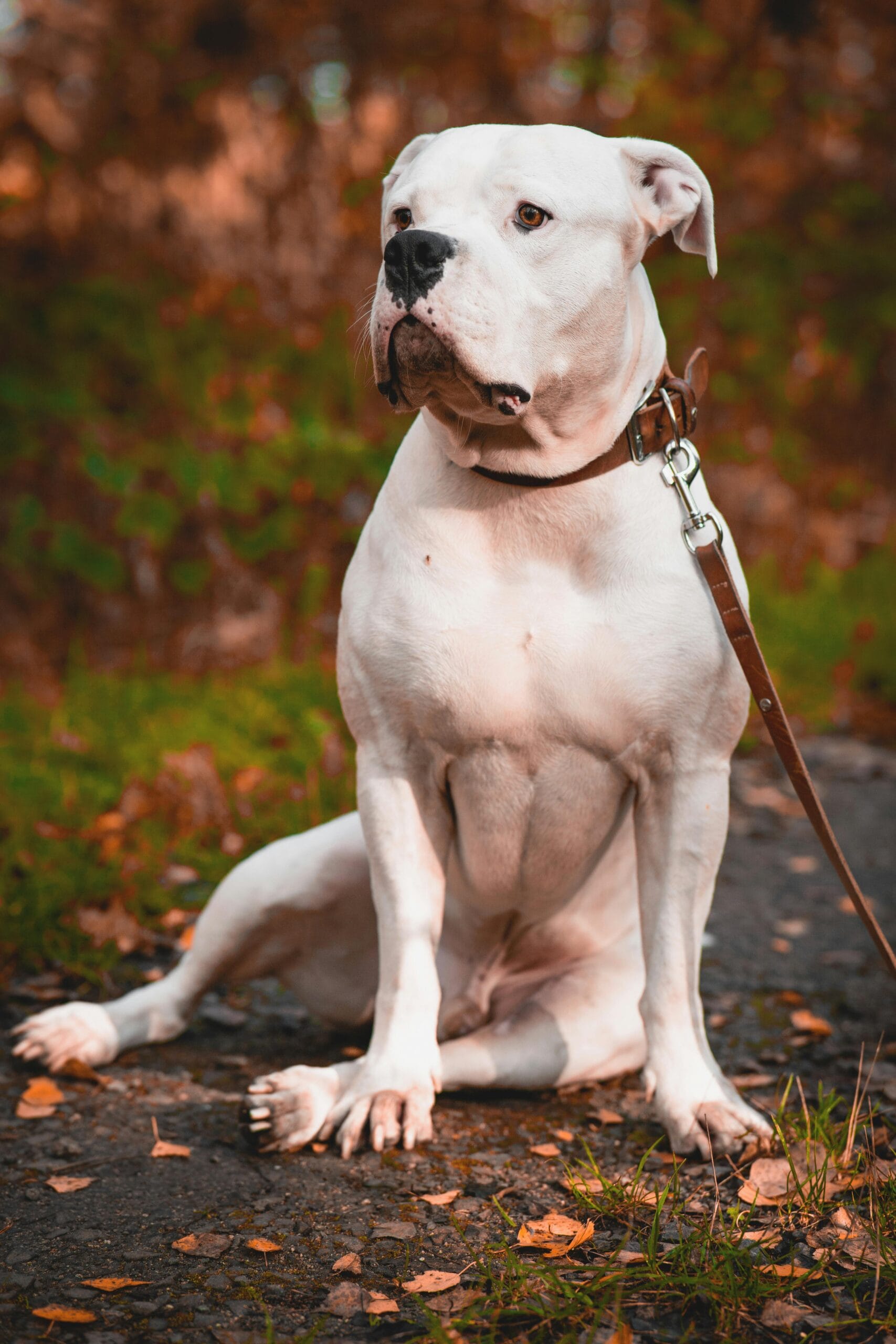 5. American BulldogAmerican Bulldogs are strong and highly protective dogs. While many owners describe them as loyal companions, authorities have included them in discussions around potentially dangerous breeds.