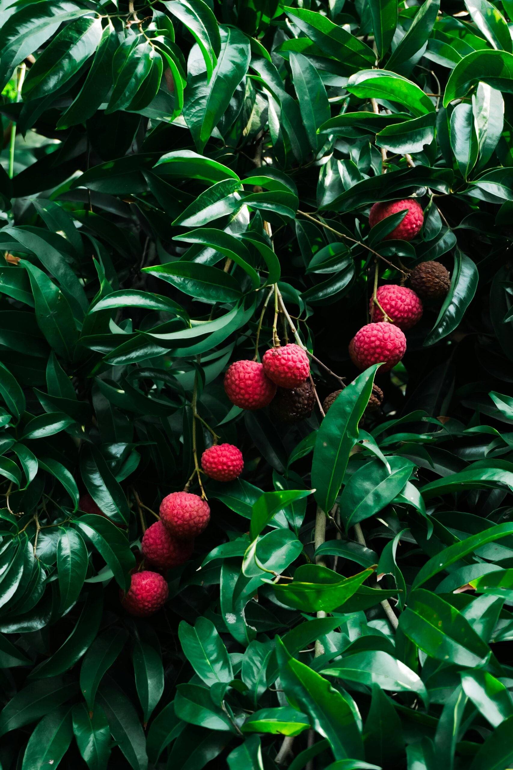Manage Humidity Levels: Litchis love high humidity, which can be a challenge on breezy balconies. Mist your tree regularly or place a tray of water and pebbles nearby. Grouping plants together also creates a humid microclimate that mimics their natural subtropical forest habitat. Manage Humidity Levels: Litchis love high humidity, which can be a challenge on breezy balconies. Mist your tree regularly or place a tray of water and pebbles nearby. Grouping plants together also creates a humid microclimate that mimics their natural subtropical forest habitat.